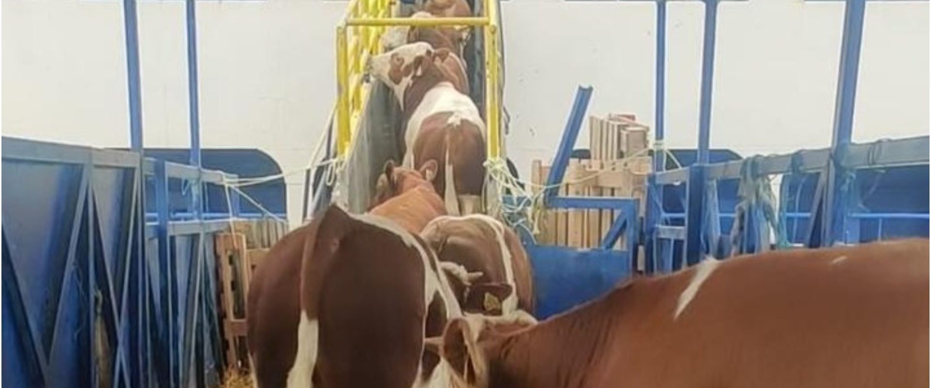 Livrarile, pe val înainte de Kurban Bayram: Ce se întâmplă