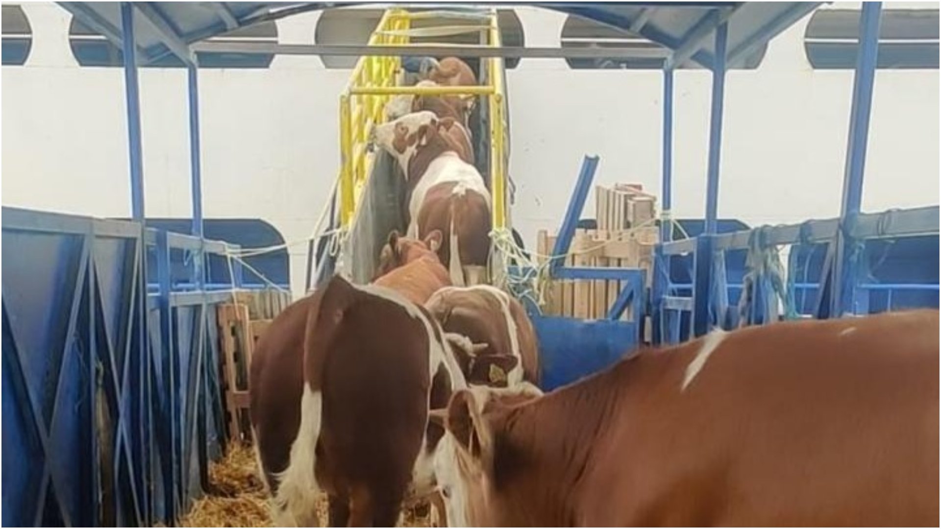 Livrarile, pe val înainte de Kurban Bayram: Ce se întâmplă