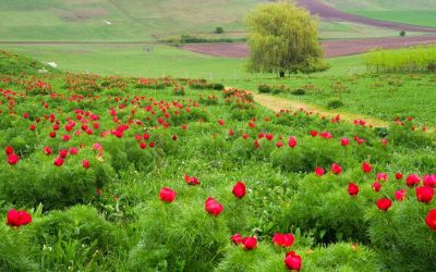 Bujorii de la Zau de Câmpie, spectacol floral unic în Europa, în festival de o săptămână