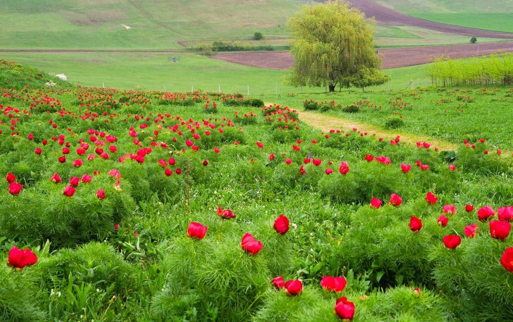Bujorii de la Zau de Câmpie, spectacol floral unic în Europa, în festival de o săptămână