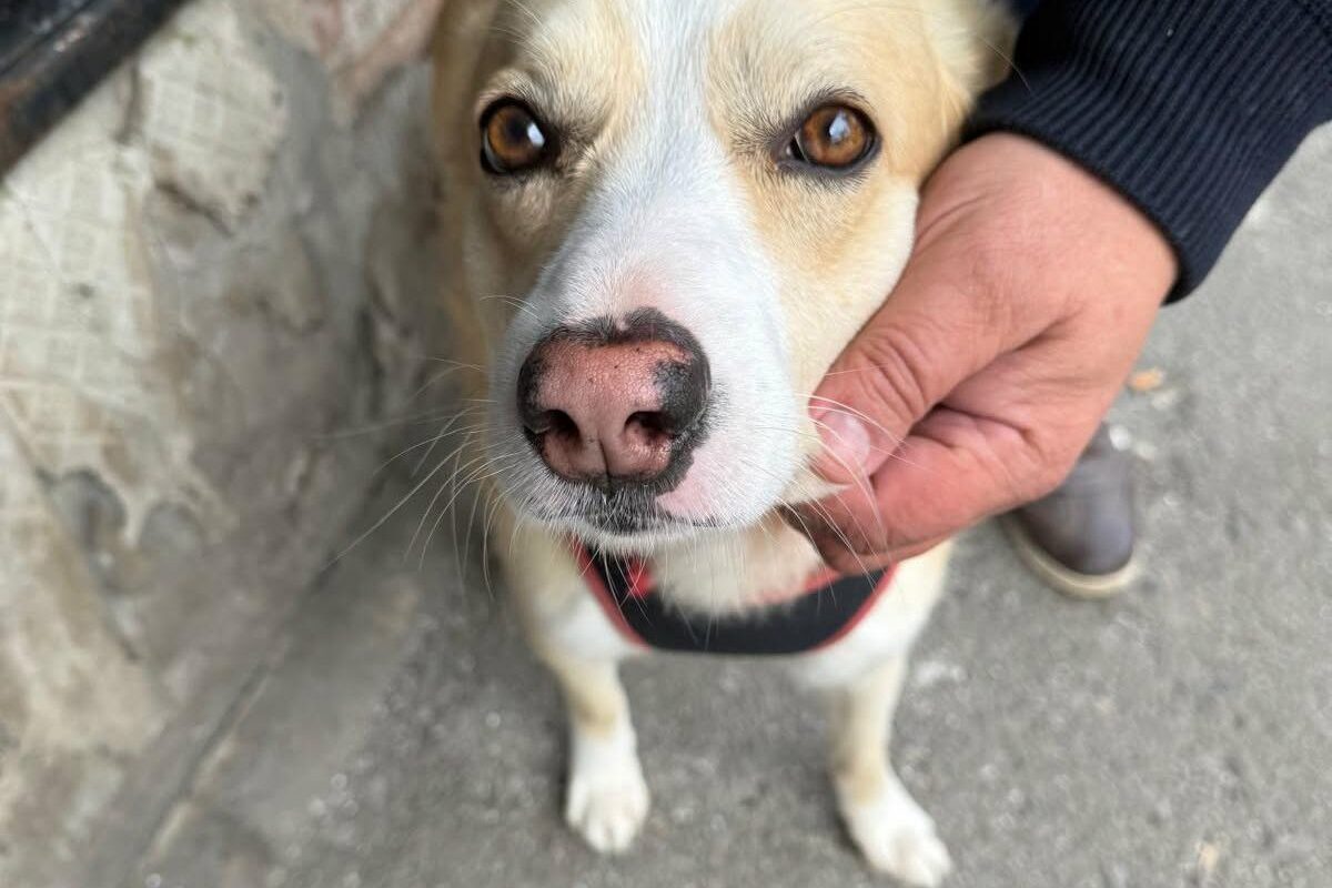 București: Sterilizare GRATUITĂ pentru câinii fără pedigree. Unde te înscrii