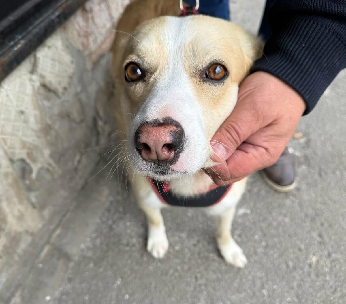 București: Sterilizare GRATUITĂ pentru câinii fără pedigree. Unde te înscrii