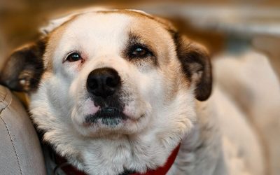 Doi bărbați din Caracal, acuzați de uciderea unui câine, sub control judiciar