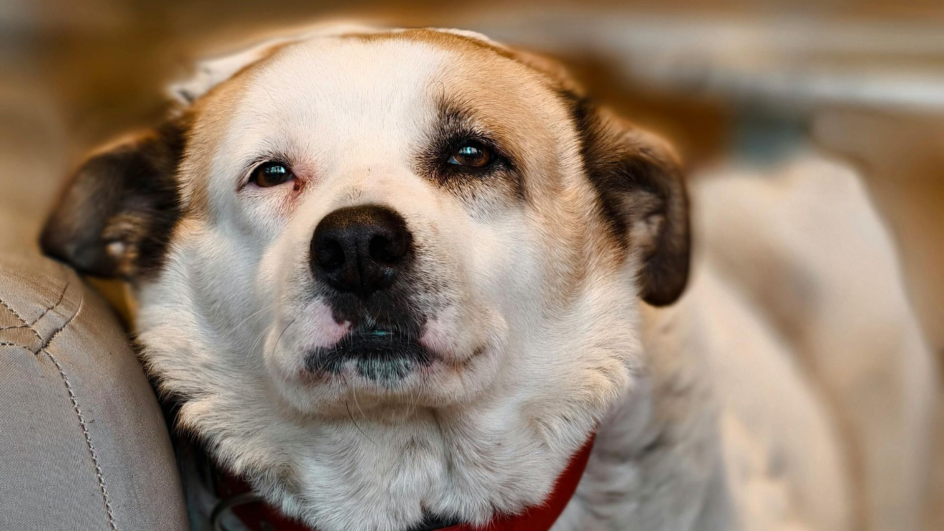 Un câine a fost găsit mort, legat de un copac, pe marginea drumului, în apropiere de Caracal