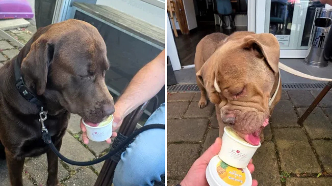 Românul care face avere în Germania cu înghețată pentru câini: Cât costă o porție de deliciu