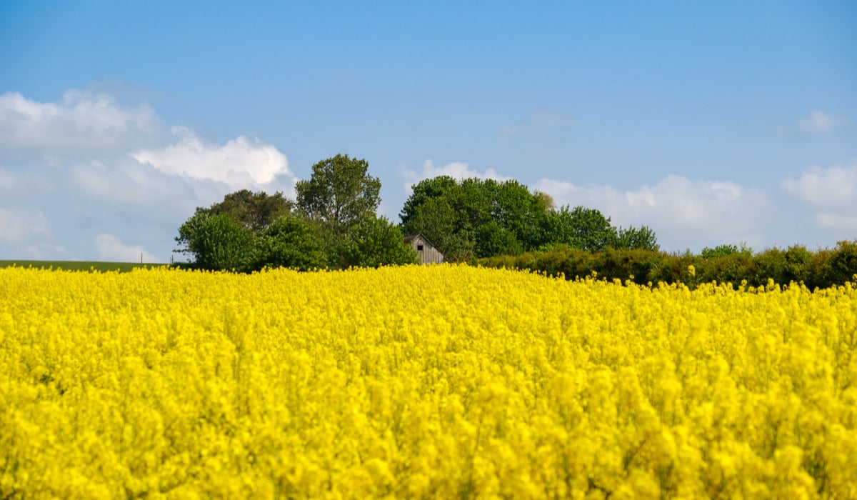 România, lider european: A depășit Germania la exportul de rapiță