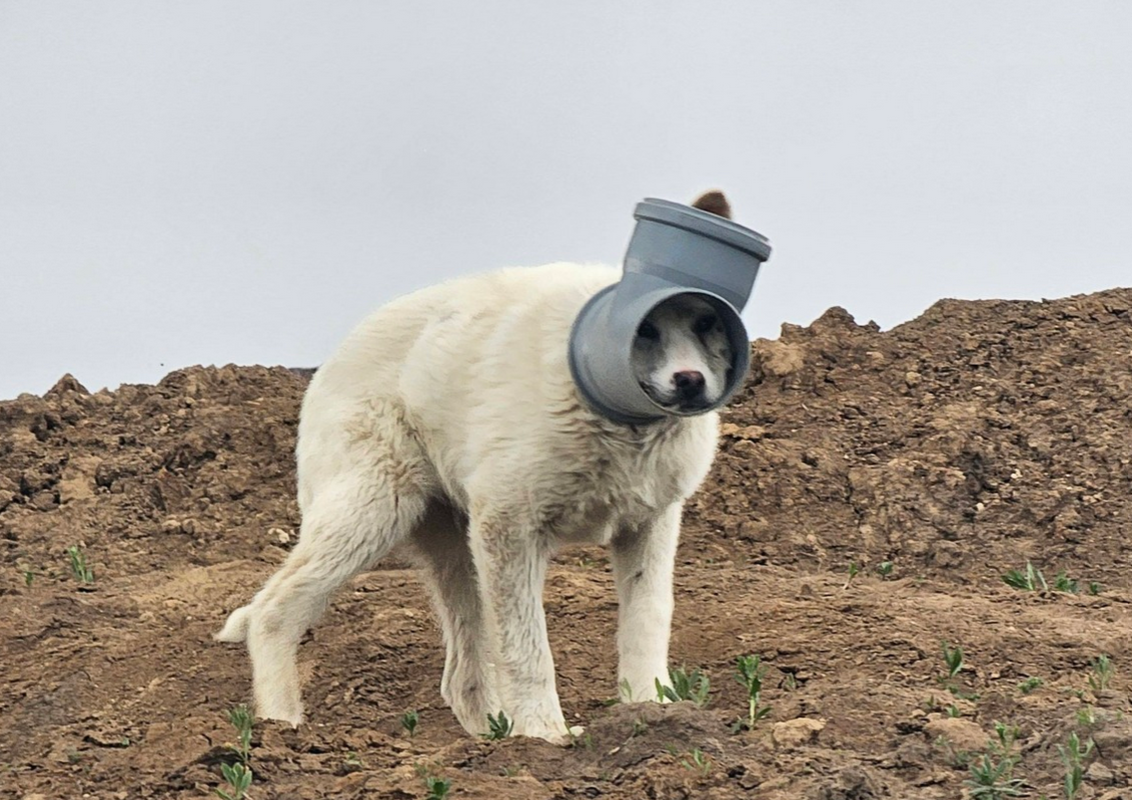 Câinele din Ilfov, captiv într-o țeavă de zile, are nevoie URGENTĂ de ajutor