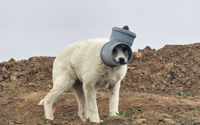 Câinele din Ilfov, captiv într-o țeavă de zile, are nevoie URGENTĂ de ajutor