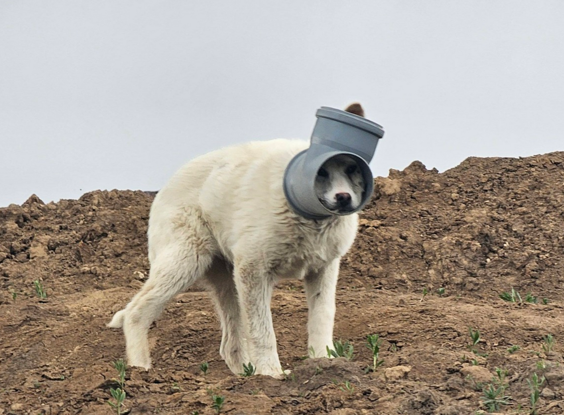 Un câine cu capul blocat într-o țeavă, urmărit de mai bine de o săptămână, este în continuare de negăsit Un câine care are capul prins într-o țeavă suferă de zile bune, fără ca autoritățile sau voluntarii să reușească să-l salveze