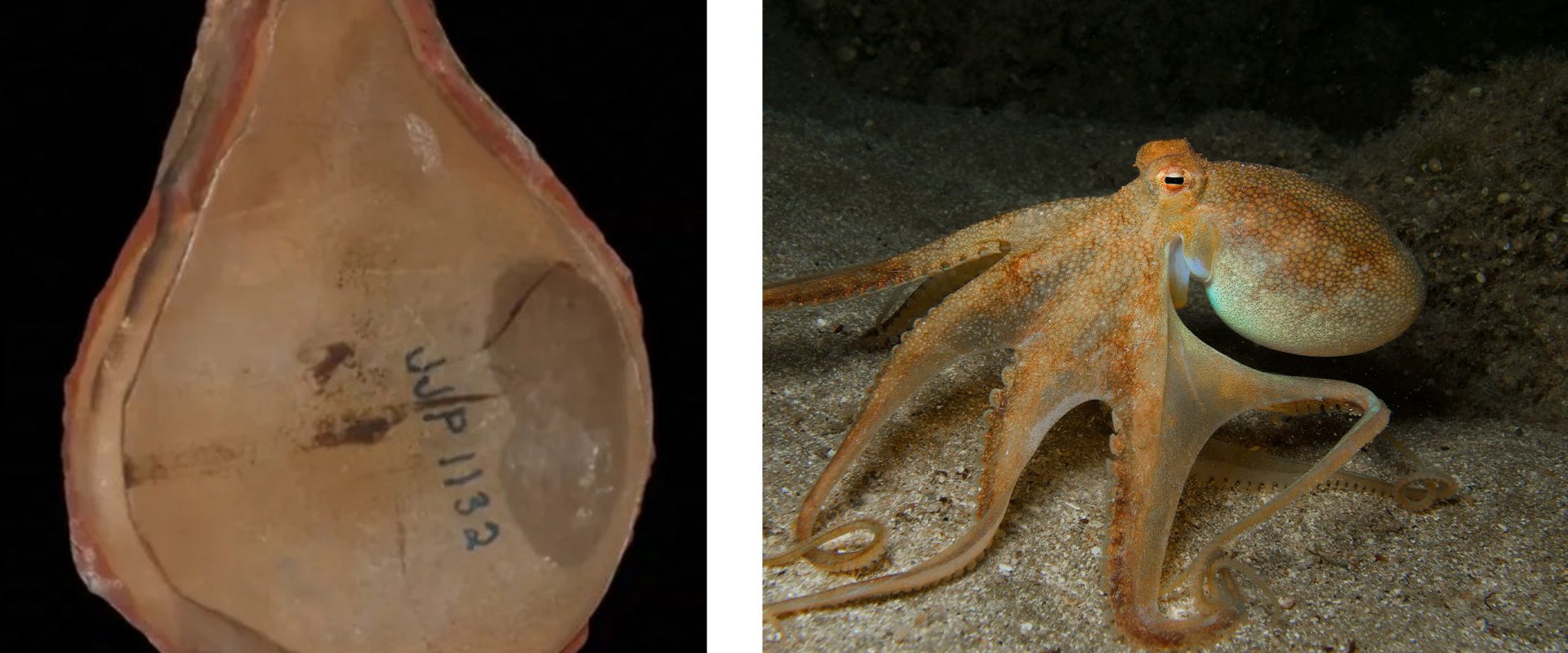 Bătrâna caracatiță a fost, de fapt, altcineva