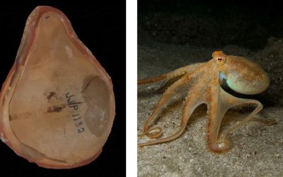 Bătrâna caracatiță a fost, de fapt, altcineva