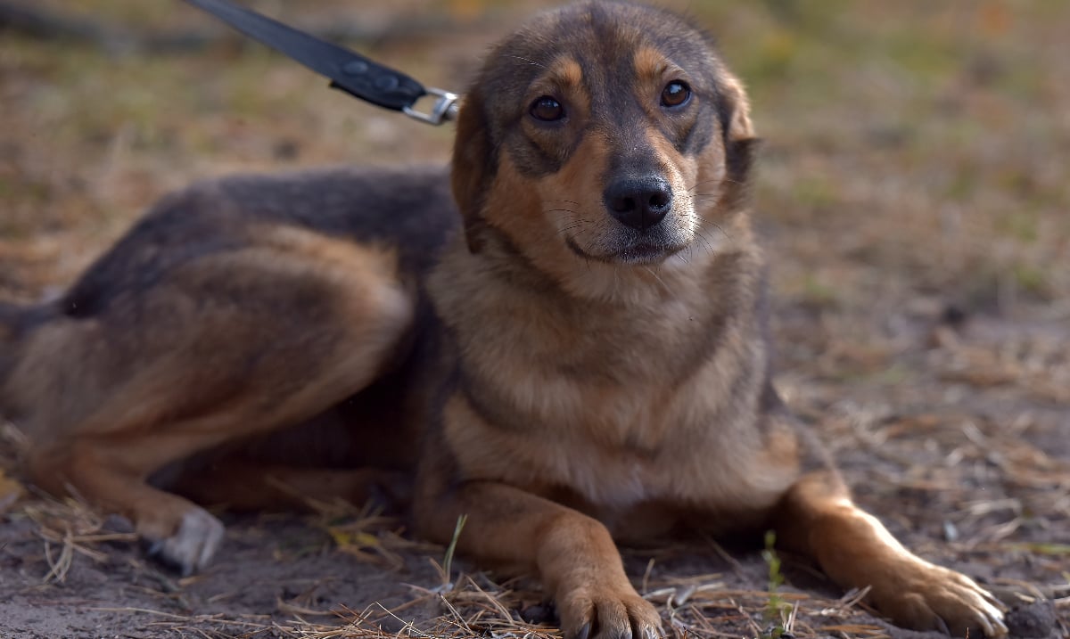 Dresor filmat în timp ce agresează un câine: Imaginile șocante au ieșit la iveală