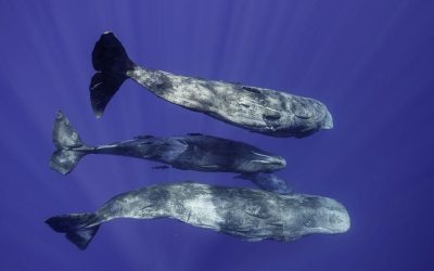 Cașaloții: Cercetătorii descifrează „vorbirea” lor complexă, uimitor de umană