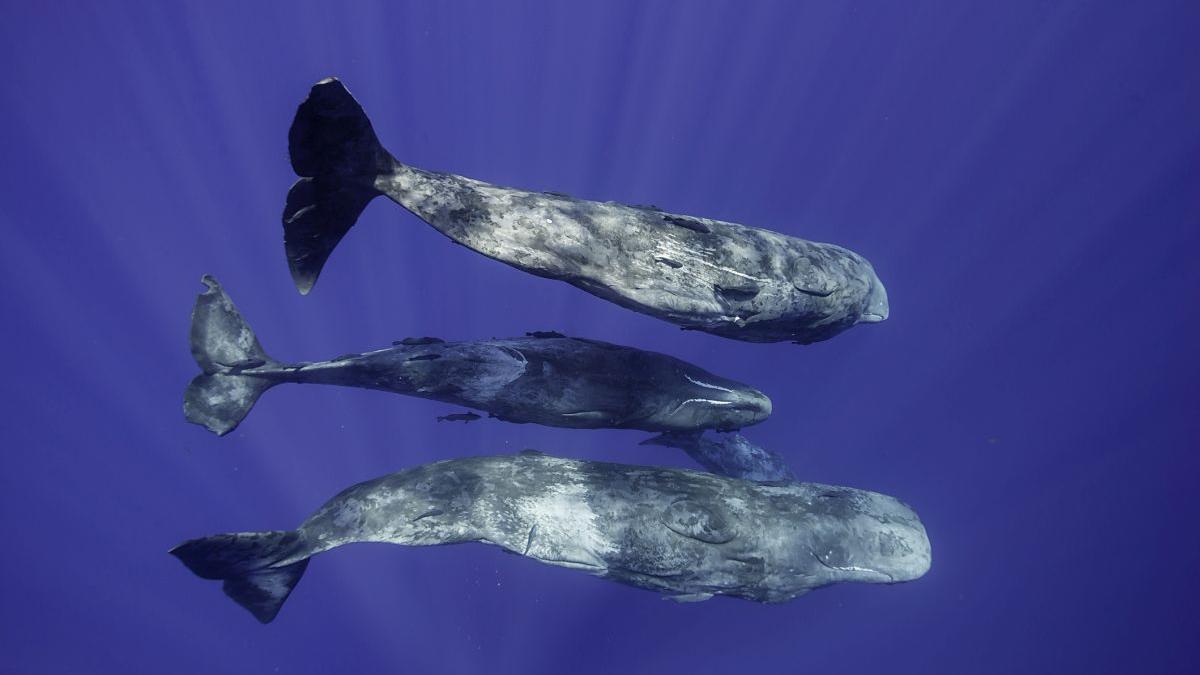 Cașaloții: Cercetătorii descifrează „vorbirea” lor complexă, uimitor de umană