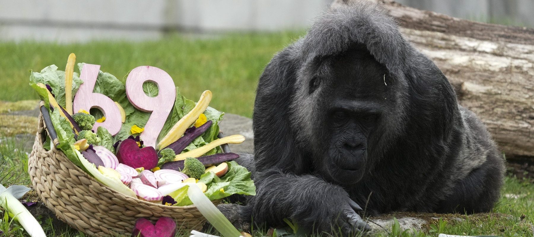 Bătrâna gorilă aniversată la Zoo Berlin: Un eveniment memorabil