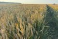 Fermierii din România, succes cu cereale: Producția crește prin protecție timpurie