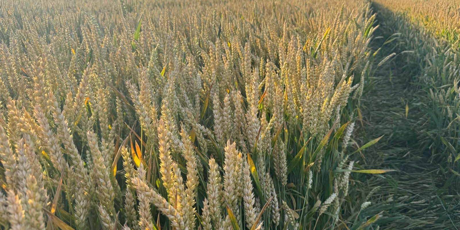 Fermierii din România, succes cu cereale: Producția crește prin protecție timpurie