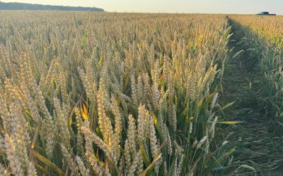 Fermierii din România, succes cu cereale: Producția crește prin protecție timpurie