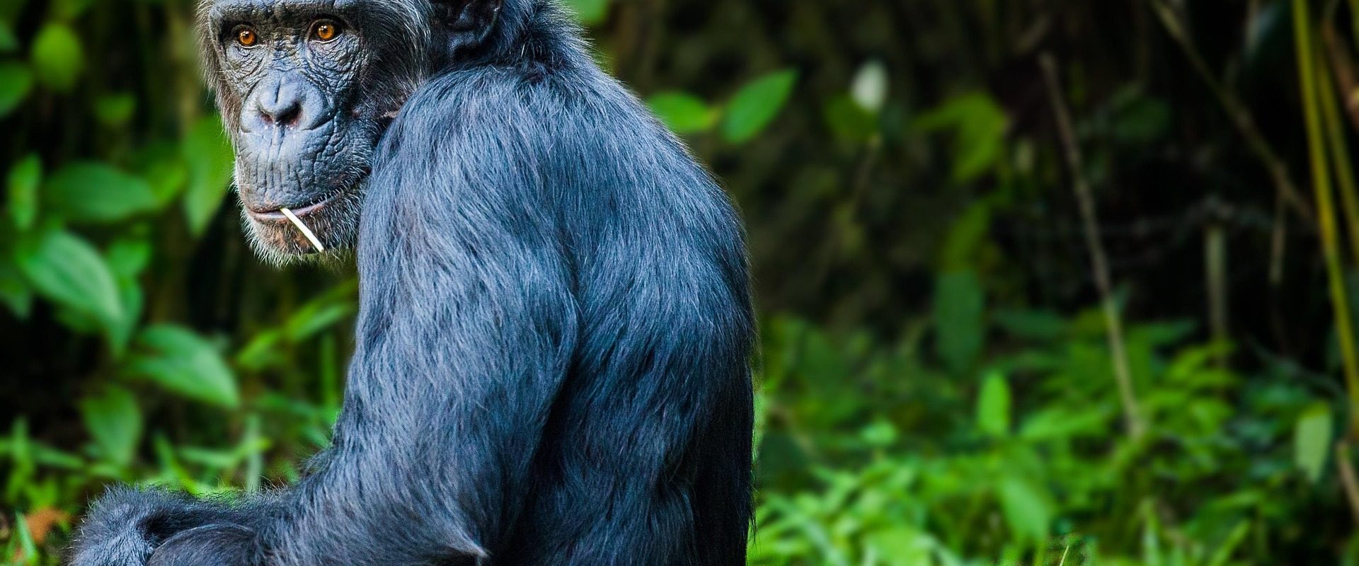 Cimpanzei cu „război civil”: Atacuri coordonate între grupuri, dezbinare tribală