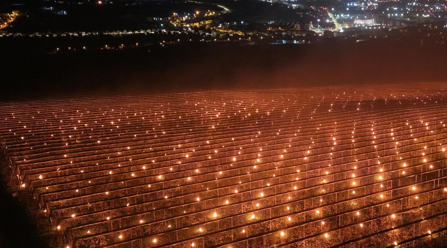 Agricultor din România, 40.000 de euro „arși” peste noapte pentru a salva o livadă de cireșe