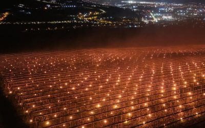 Agricultor din România, 40.000 de euro „arși” peste noapte pentru a salva o livadă de cireșe