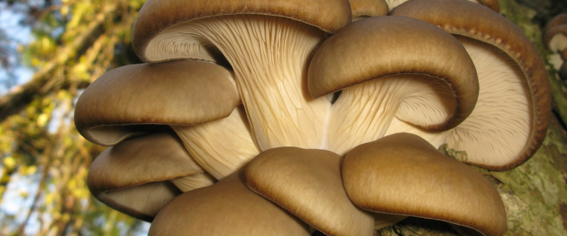 AI revoluționează agricultura: Proiectul Mushnomics, o nouă eră