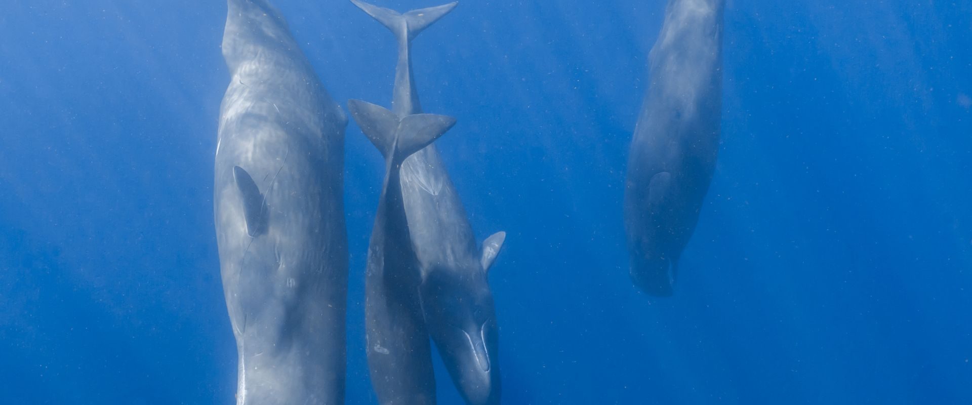 Cașaloții comunică similar oamenilor: Cercetătorii fac o descoperire uluitoare