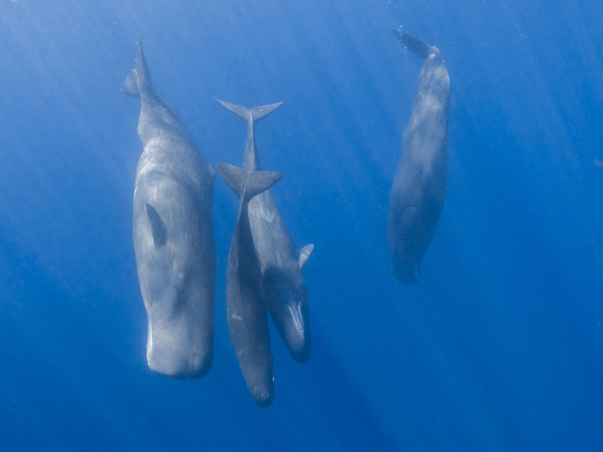 Cașaloții comunică similar oamenilor: Cercetătorii fac o descoperire uluitoare