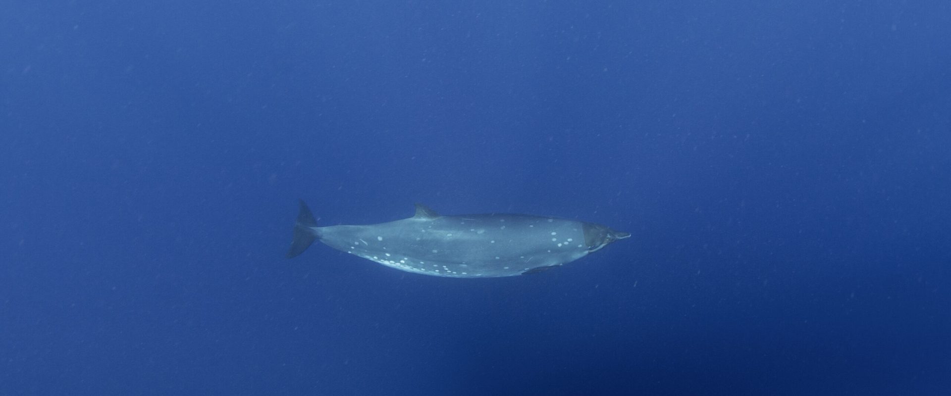 Creatură marină misterioasă, după 150 de ani: Cercetătorii, uluiți de descoperire