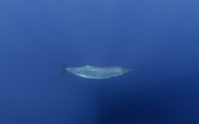 Creatură marină misterioasă, după 150 de ani: Cercetătorii, uluiți de descoperire