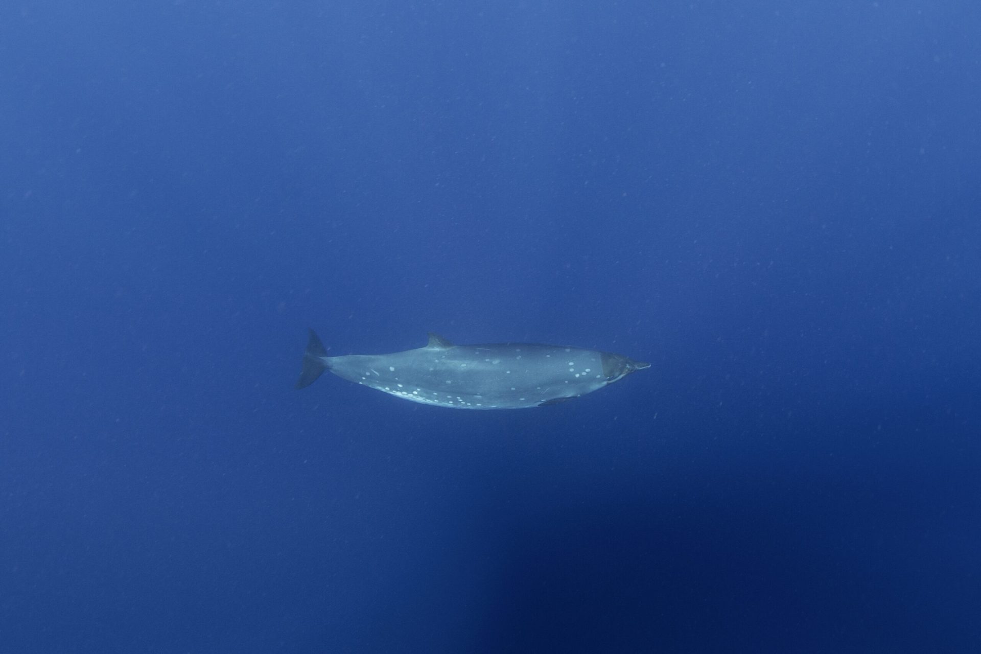 Creatură marină misterioasă, după 150 de ani: Cercetătorii, uluiți de descoperire