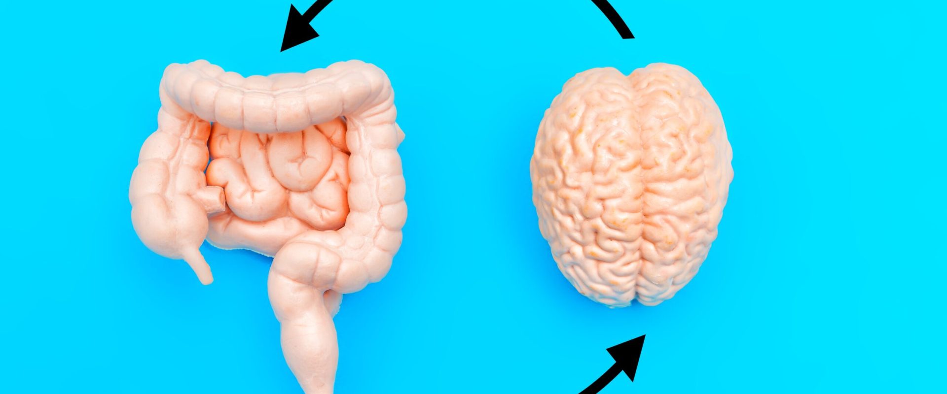 Mâncarea din copilărie îți schimbă creierul pe viață, arată un studiu