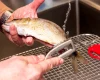 Trucuri de bucătărie: Cum să cureți peștele ca un profesionist, fără dezastru Curățarea peștelui poate fi o corvoadă, dar cu metoda corectă, procesul devine mai rapid și mai puțin dezordonat