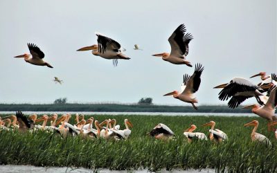 Situația României, „la marginea dezastrului”: Ce spun experții?