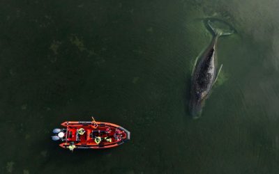 Milionari, „pe urmele” balenei: Ultima șansă de salvare în Germania