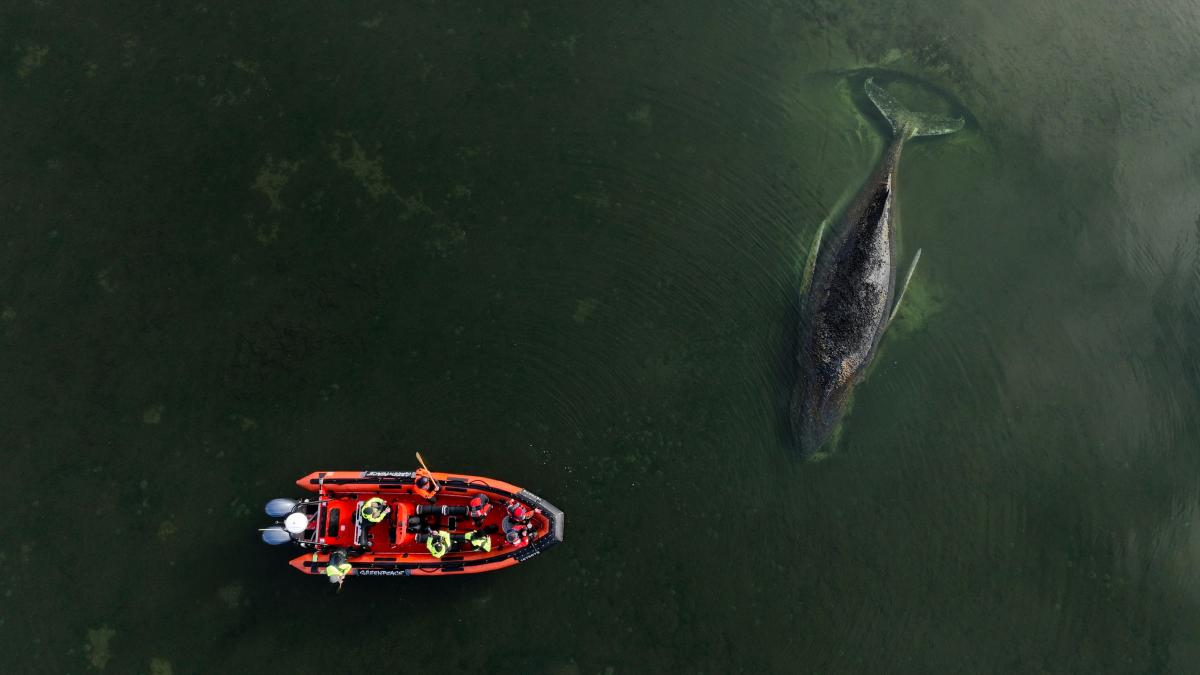 Milionari, „pe urmele” balenei: Ultima șansă de salvare în Germania