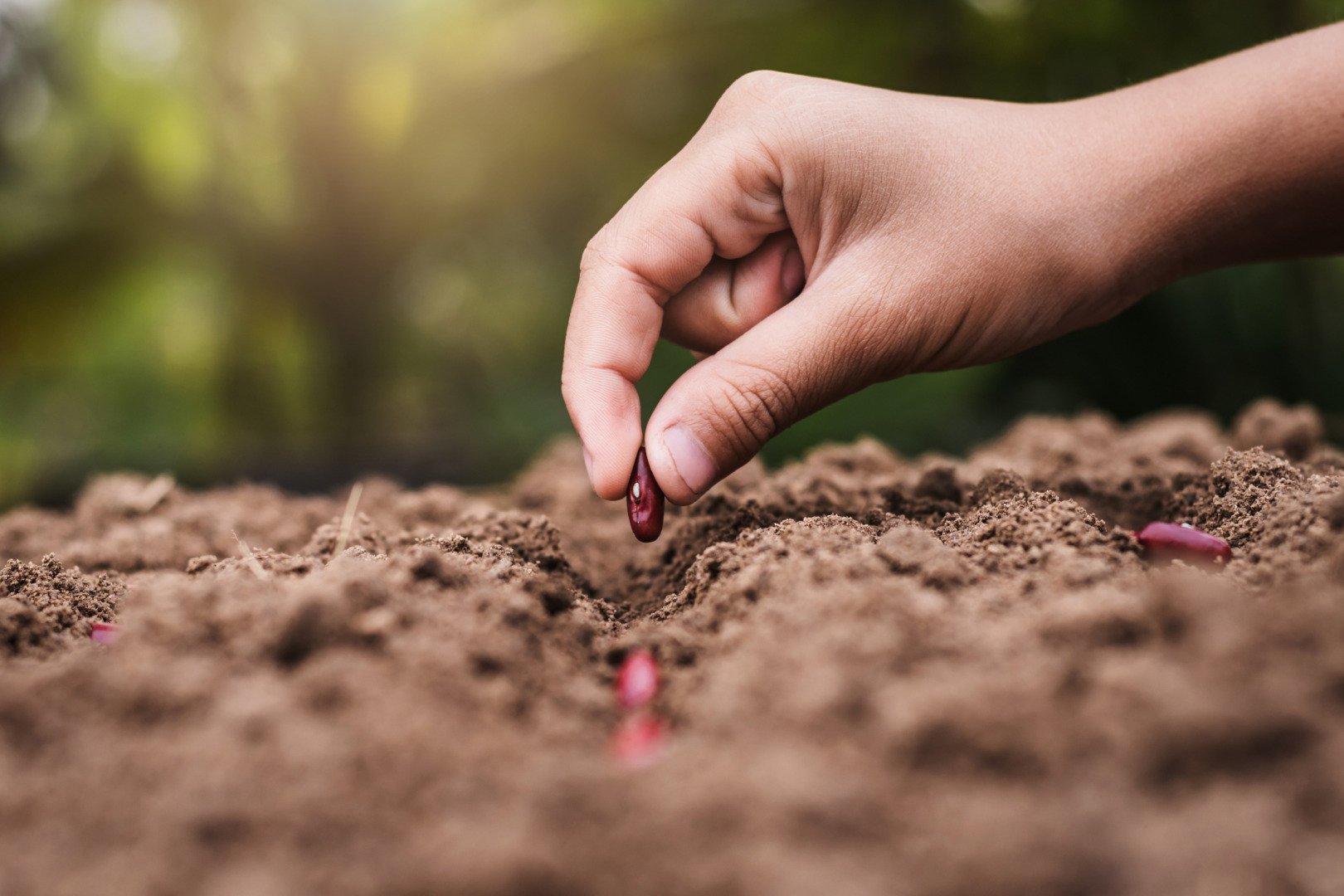 Primăvara agricolă: prognoza agrometeorologică anunță condiții favorabile, dar și zone de risc București – Agricultorii români pot răsufla ușurați, cel puțin pe moment