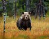 Ursii, țintă pentru vânători: Cota de vânătoare se dublează în România
