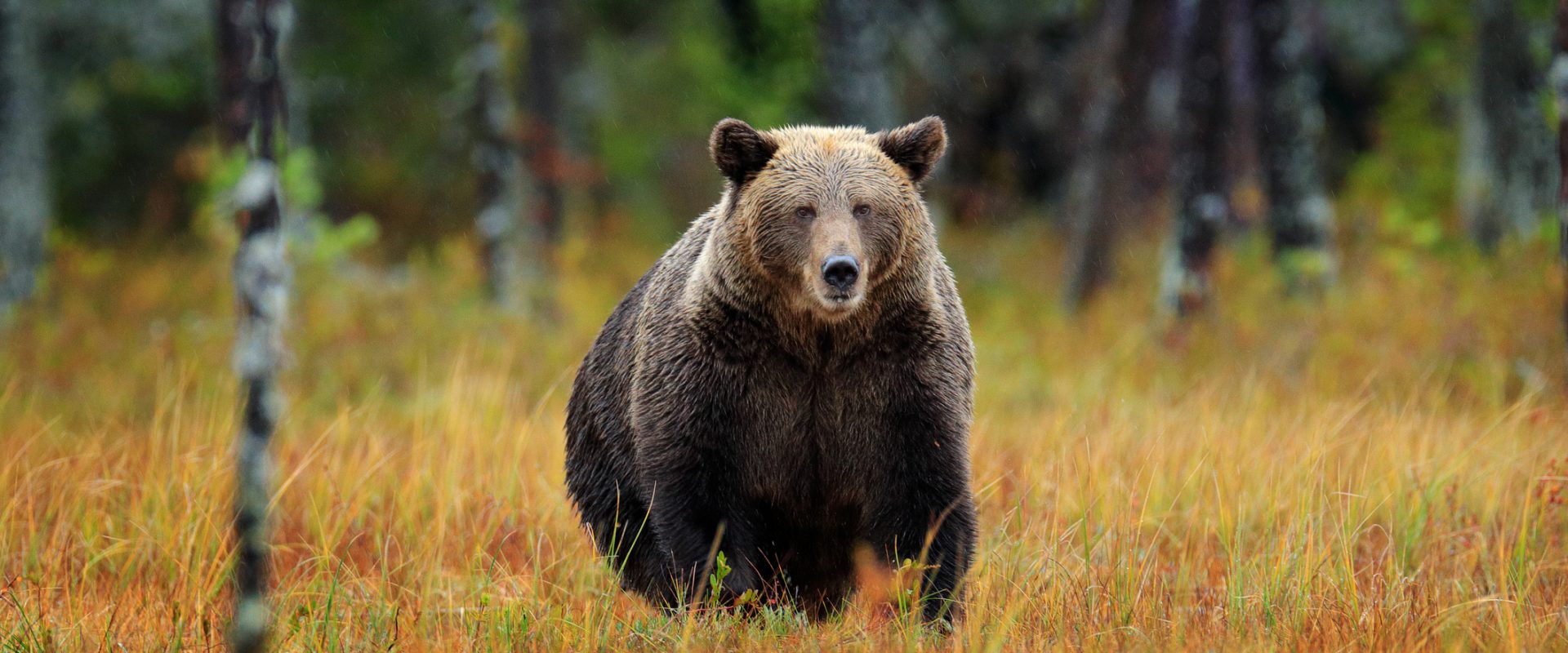Ursii, țintă pentru vânători: Cota de vânătoare se dublează în România