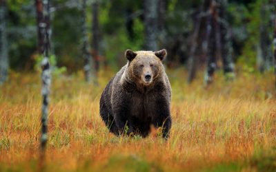 Ursii, țintă pentru vânători: Cota de vânătoare se dublează în România