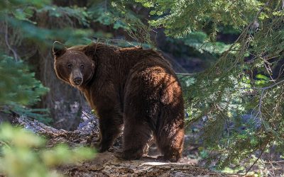 Ursul, tot mai des pe străzi, în timp ce preoții vor rugăciuni zgomotoase