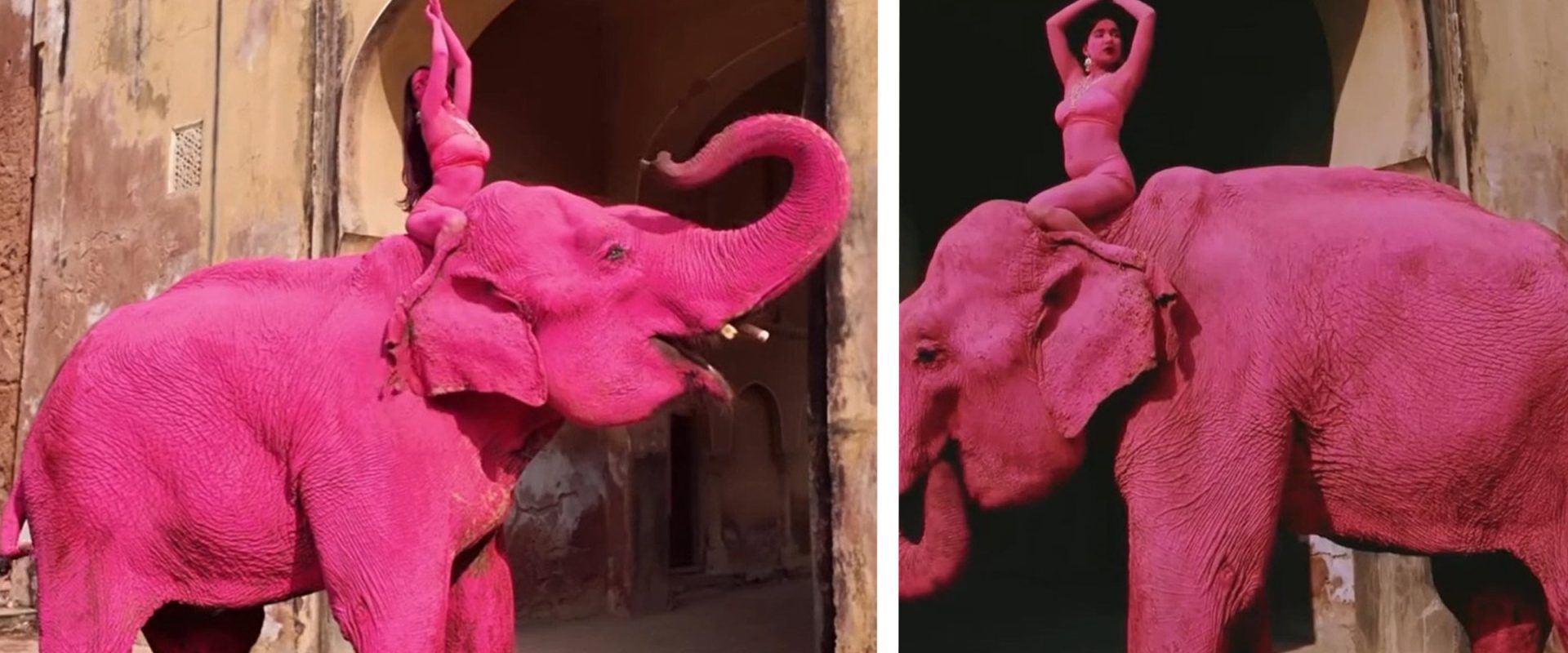 Chanchal, elefantul ROZ care a șocat India: A murit după ședința foto