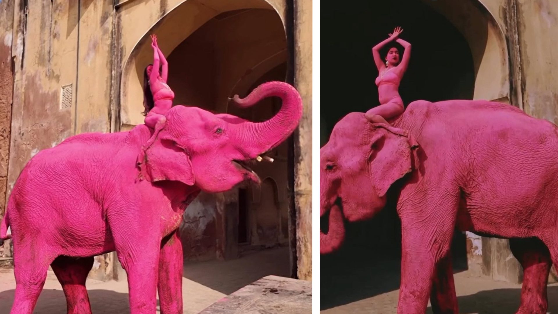 Chanchal, elefantul ROZ care a șocat India: A murit după ședința foto