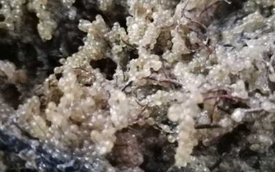 Șalău, comoara Razim–Sinoie: Sezonul de eliberare a icrelor, FINALIZAT