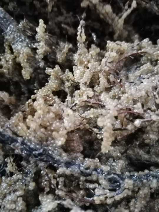 Șalău, comoara Razim–Sinoie: Sezonul de eliberare a icrelor, FINALIZAT