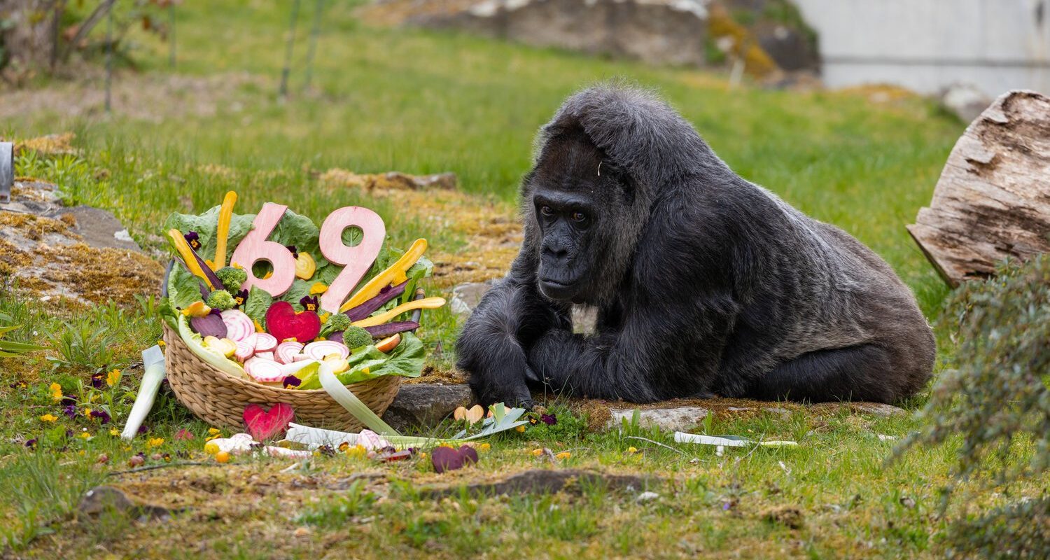 Fatou, cea mai bătrână gorilă, sărbătorită la Berlin