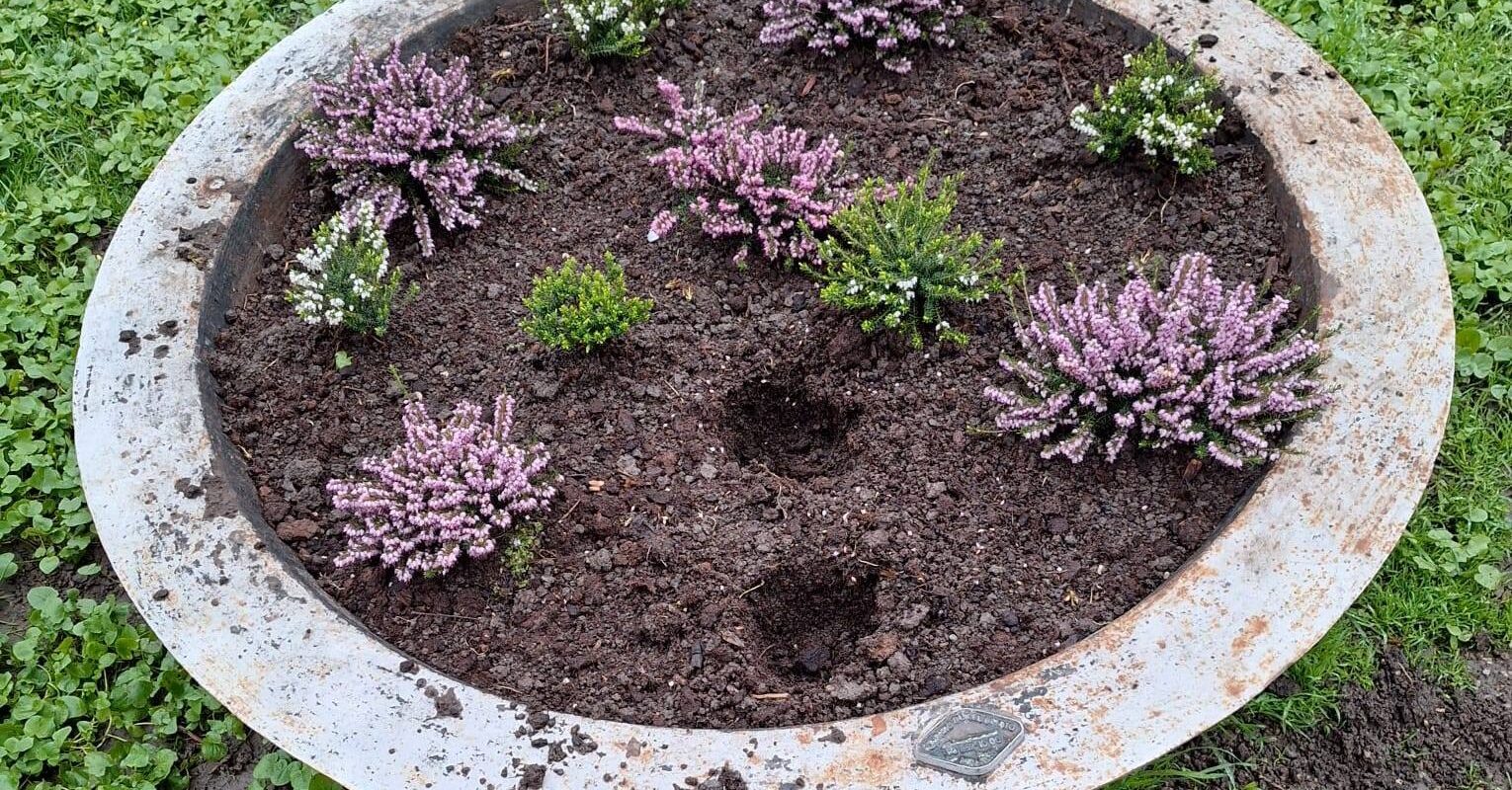 Chișmigiu: Flori furate sub nasul poliției locale