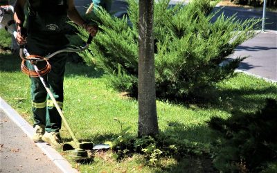 Comasarea parcurilor cu cimitirele din București, contestată în instanță