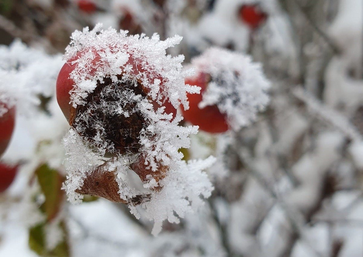 Iarna se întoarce în România, cu ninsori, lapoviță și temperaturi negative, conform unei informări meteo emise de Administrația Națională de Meteorologie (ANM)