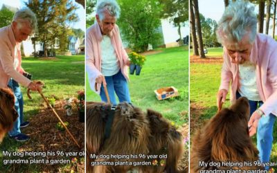 Bătrânica de 96 de ani și dulăul de 70 kg: Grădinărit, un spectacol viral